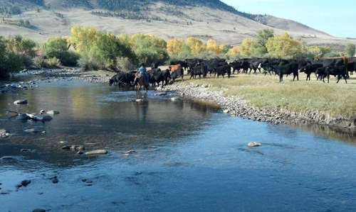 Centennial Wyoming Cattle Ranch